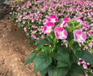 不同種類(lèi)花卉對(duì)肥料的需求有哪些差異？