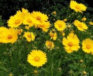 宿根花卉品種特色有哪些？