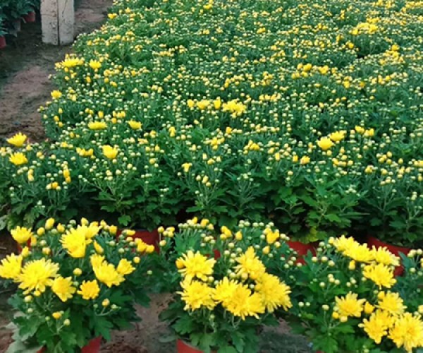 國(guó)慶菊