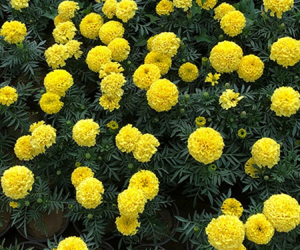 萬(wàn)壽菊